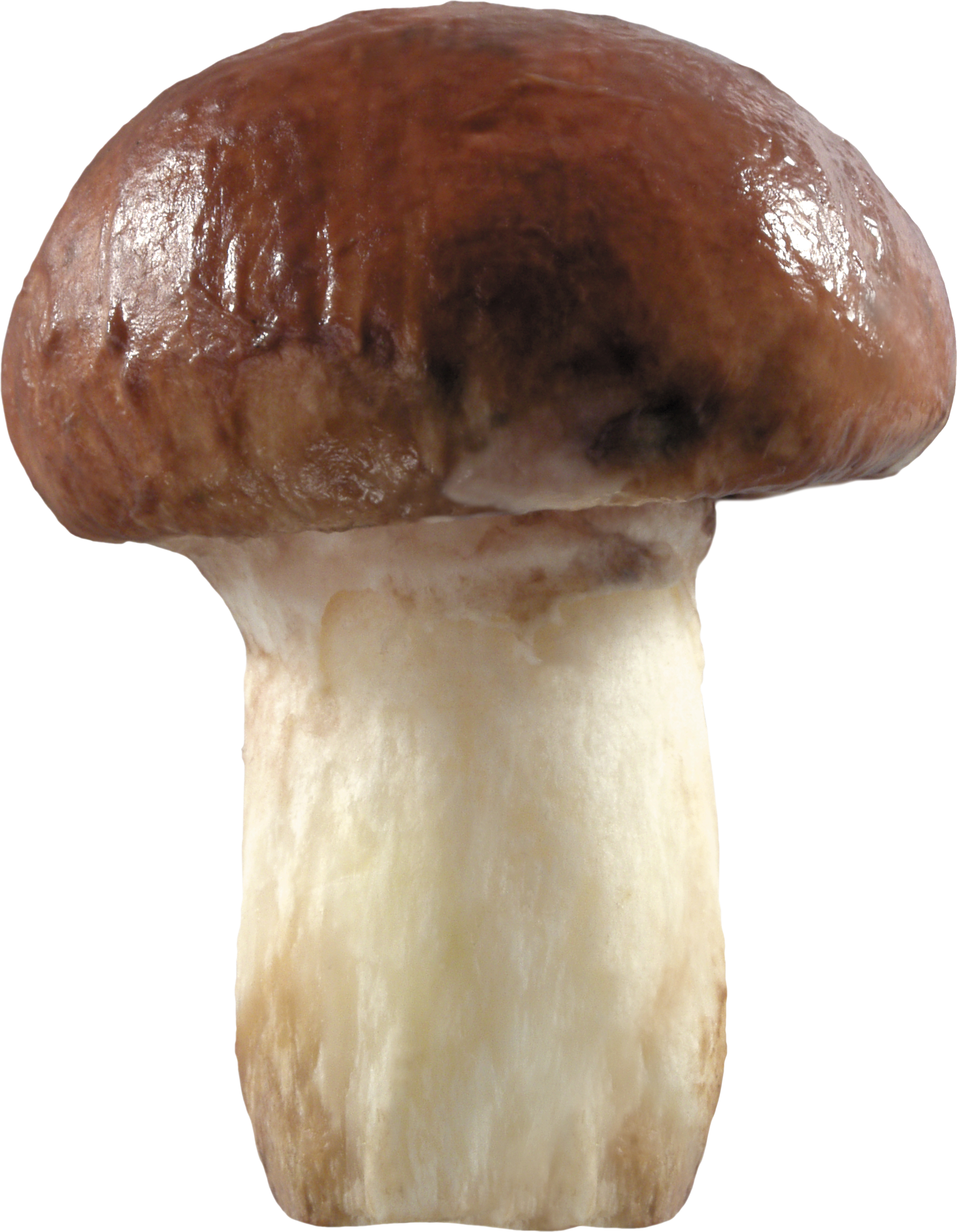 single mushroom images mushroom pictures #9086