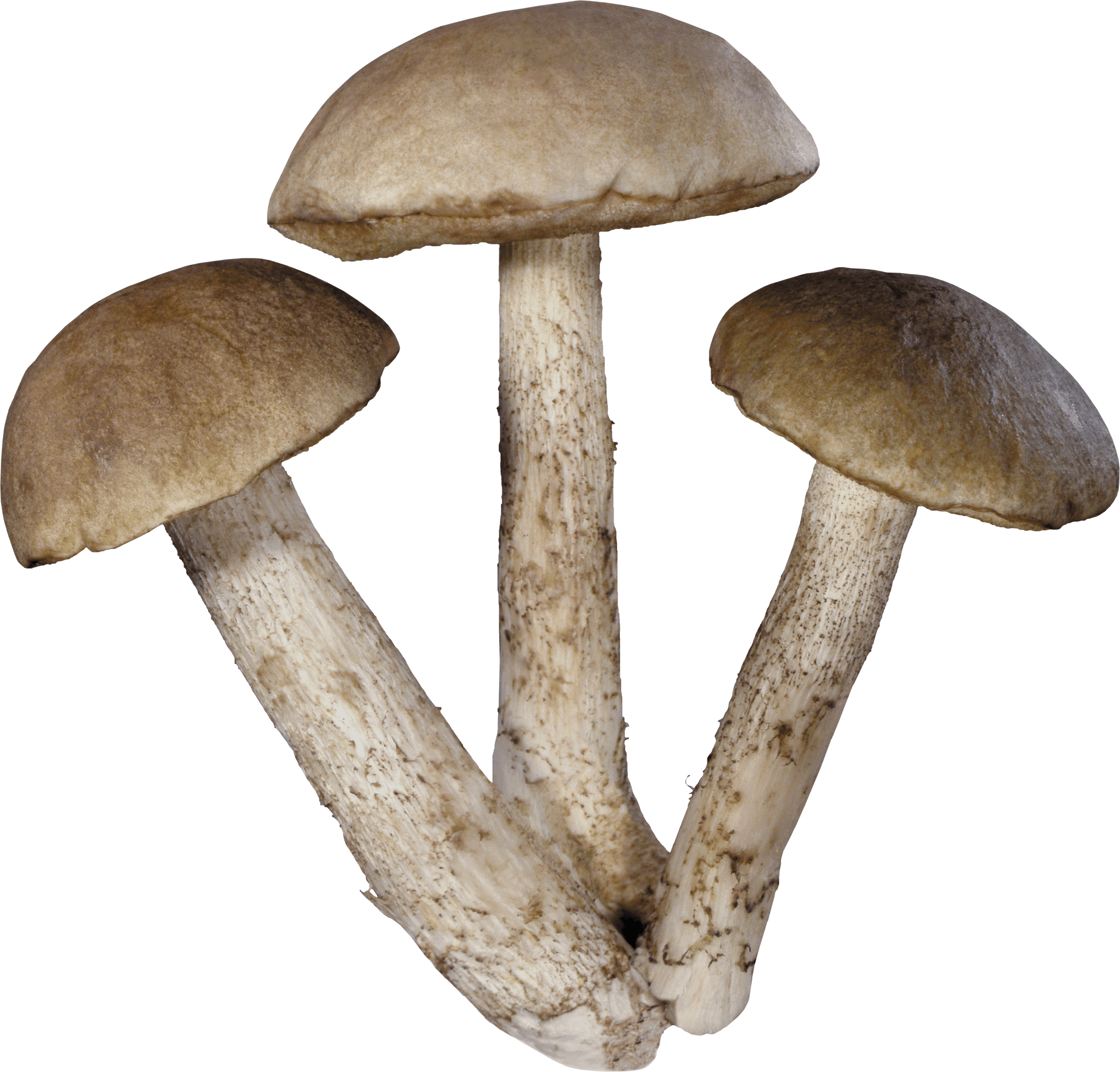 three mushrooms transparent stickpng #9097