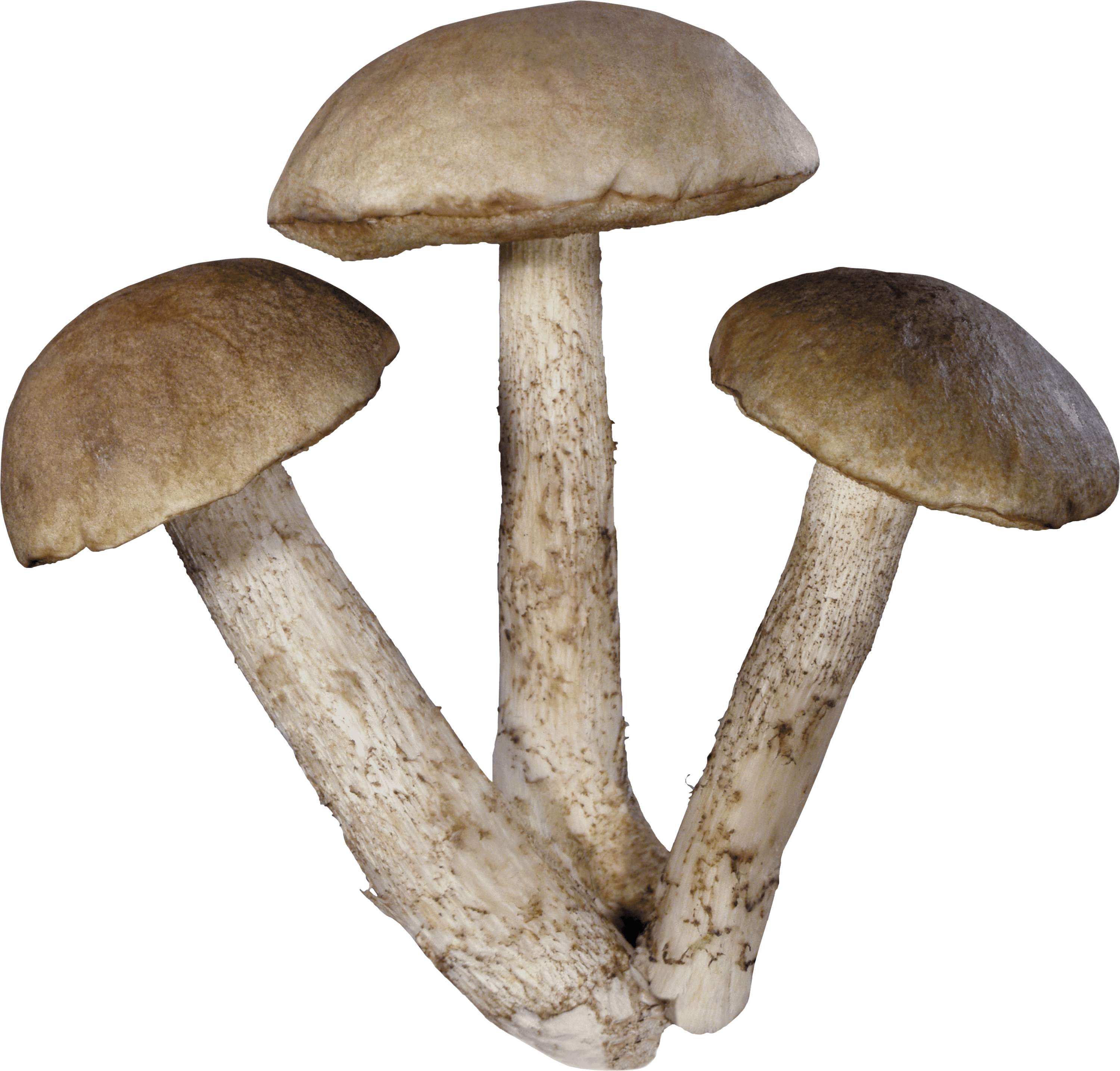 three mushrooms transparent background #9097