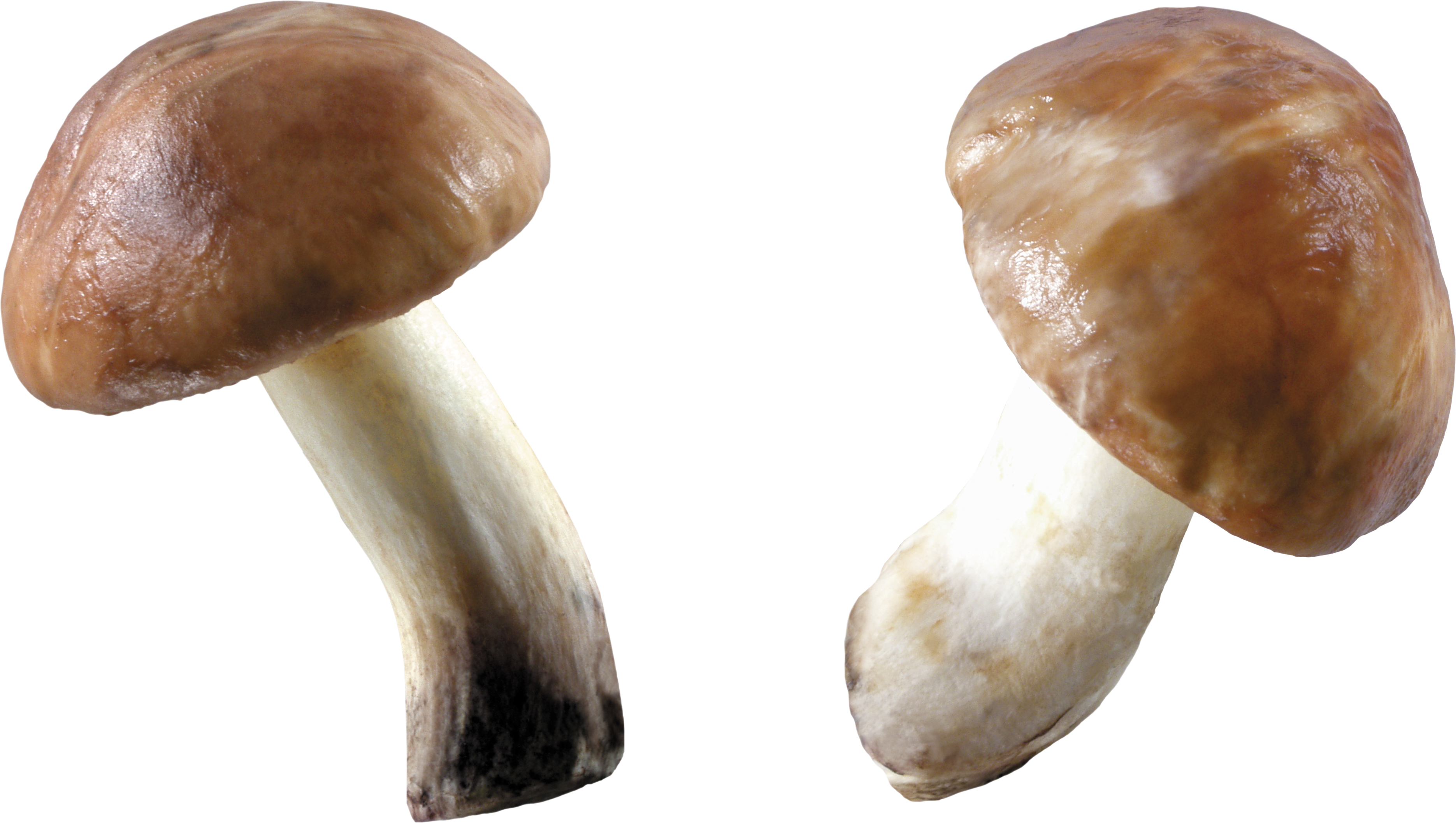 two mushroom brown pictures #9081