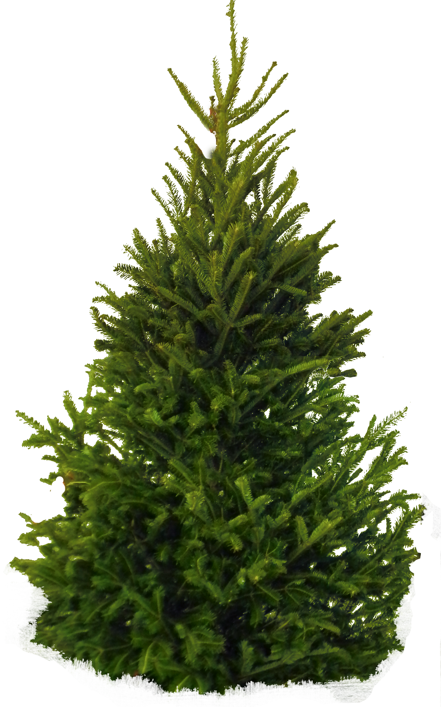 green tree png #8610