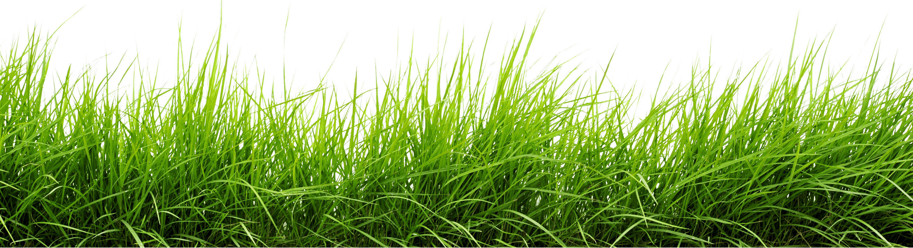 line grass transparent #8600