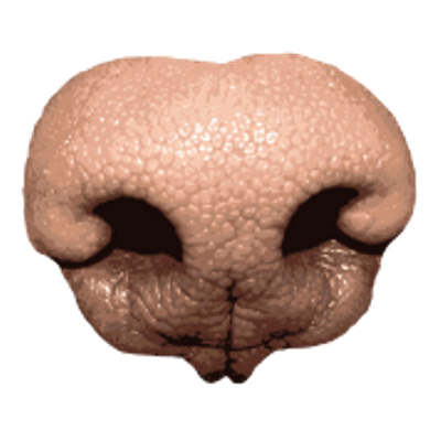 dog nose transparent png stickpng #36881