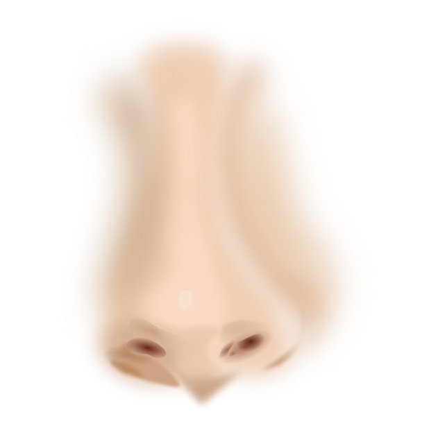 nose face human vector graphic pixabay #36857