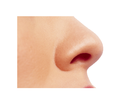 small female nose transparent png stickpng #36834