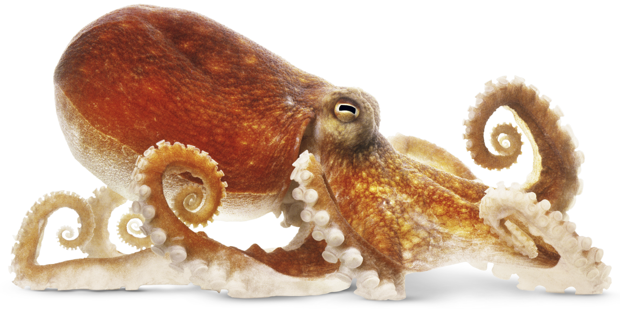 common octopus facts about octopuses find out #35498