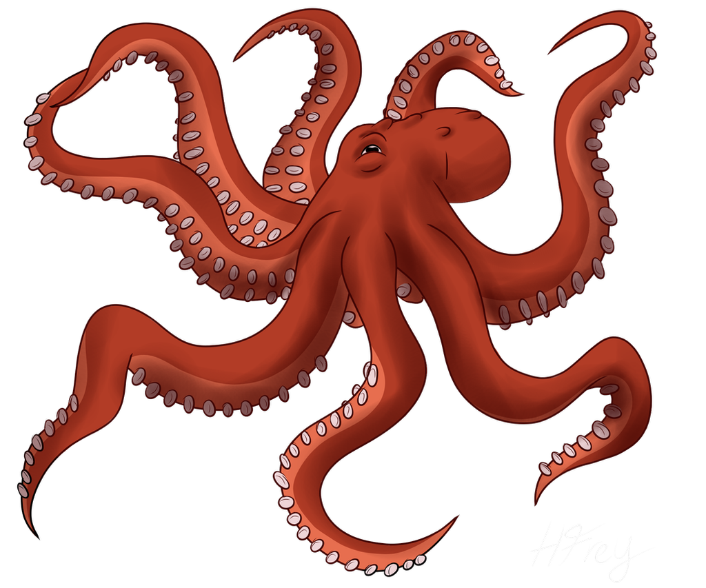 giant pacific octopus ref hasterlect deviantart #35511