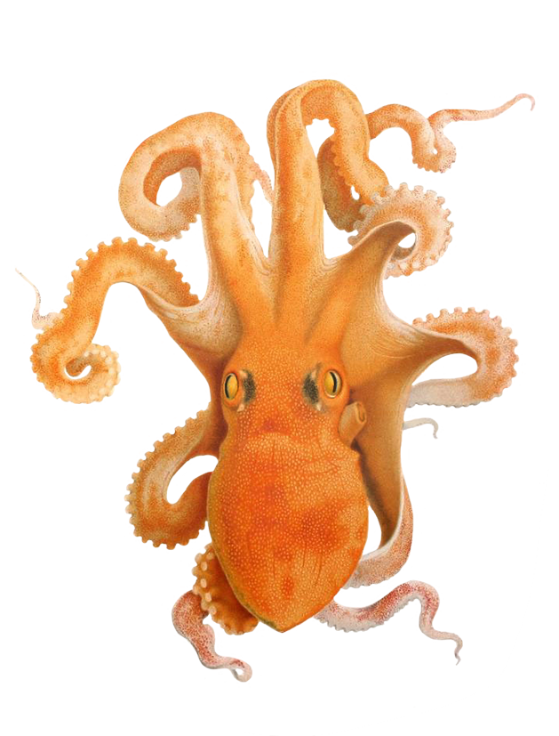 octopus clipart #35538