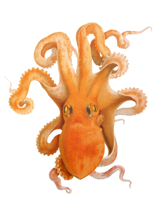 Octopus