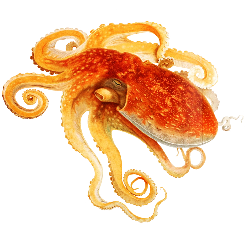 octopus clipart #35542
