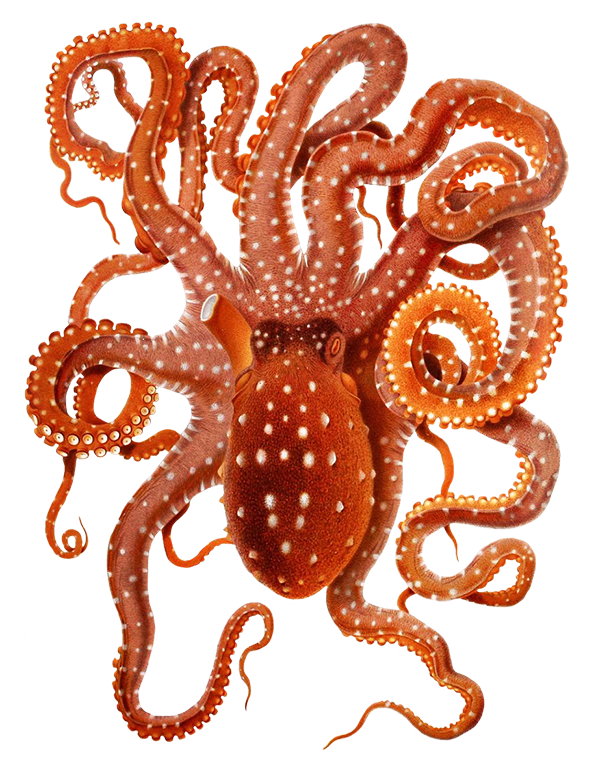 octopus clipart #35500