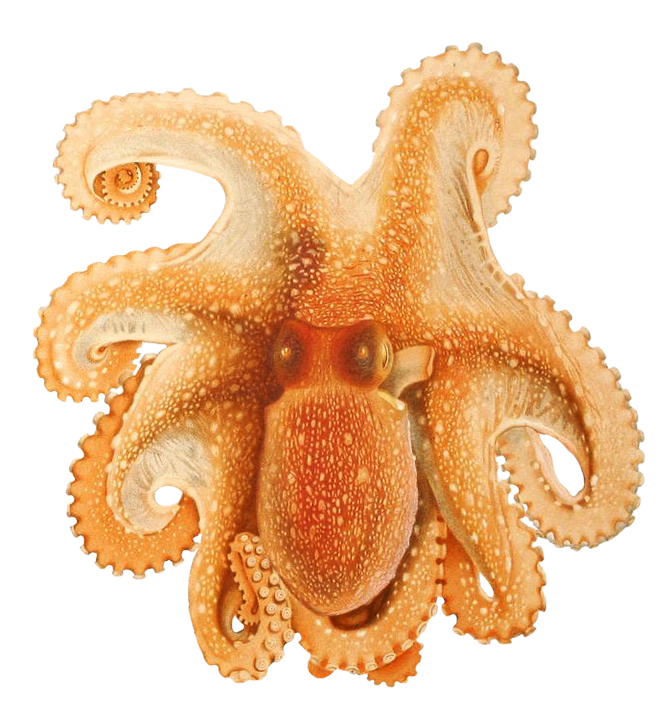 octopus clipart #35503