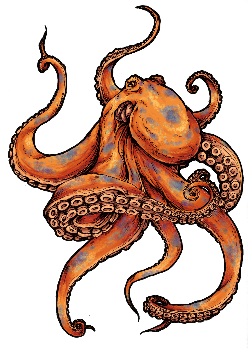 octopus colecci gifs genes pulpos #35504