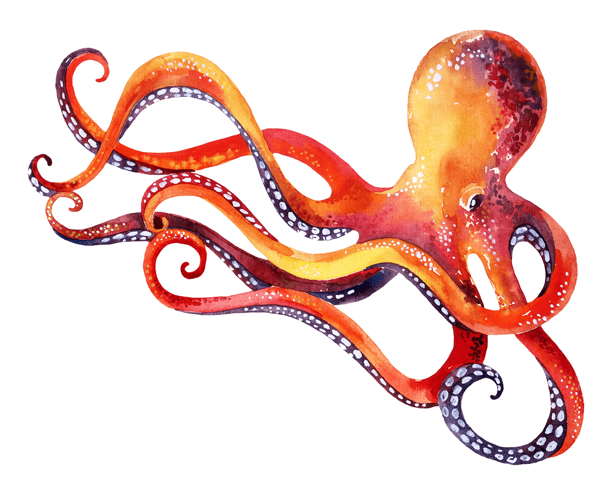 Octopus