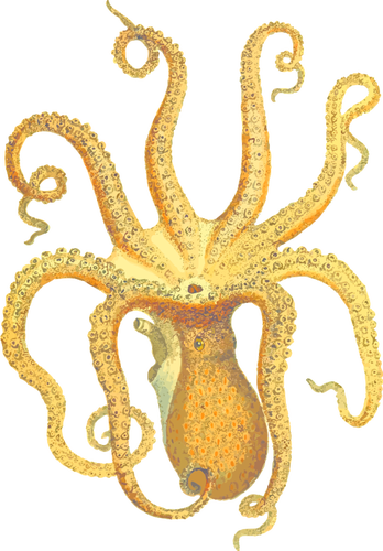 octopus illustration domain vectors #35548