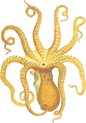 Octopus