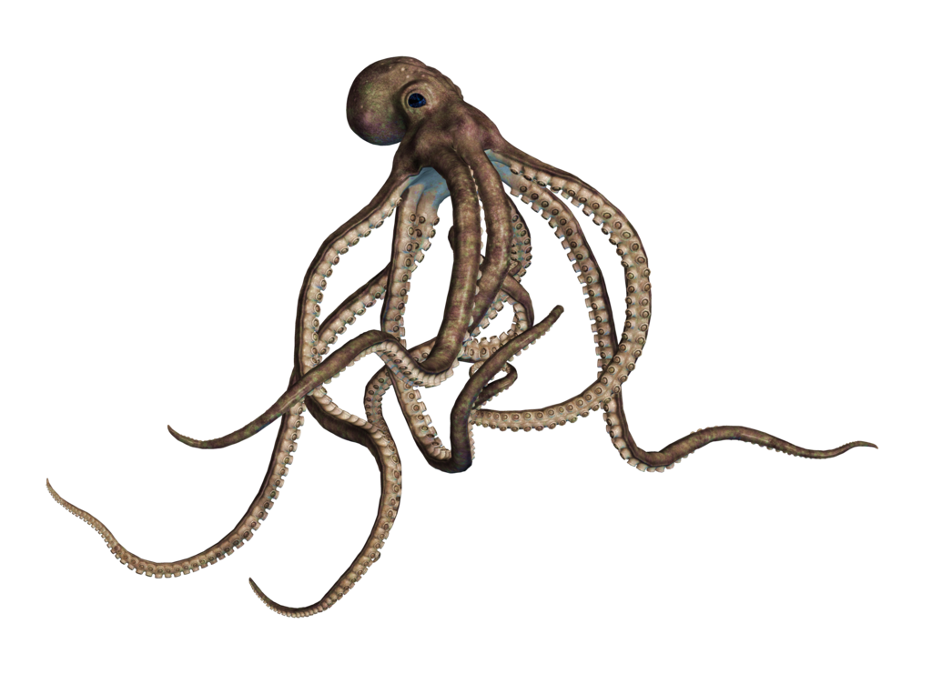 octopus png clipart best #35526
