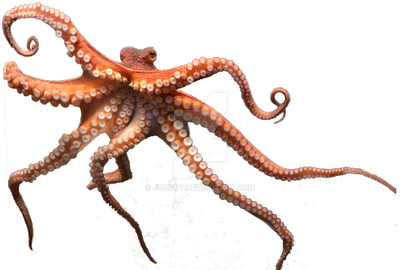 octopus png juciely deviantart #35505