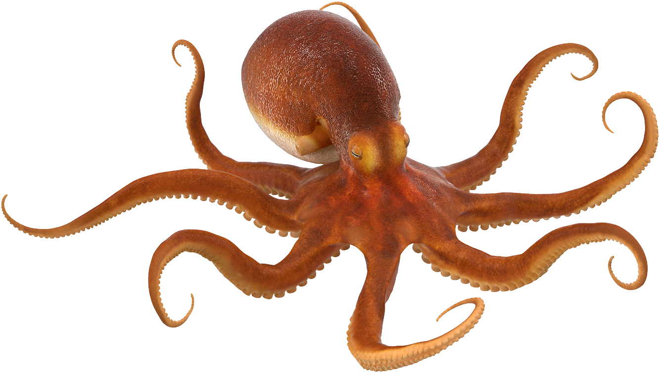 octopus png octopus transparent images pngio #35509