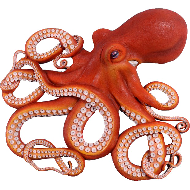 Octopus