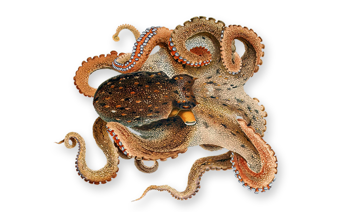 octopus squid khee trading #35497