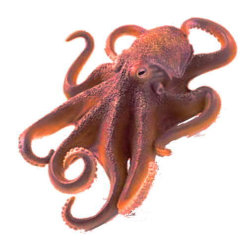 octopus transparent background png png images #35502