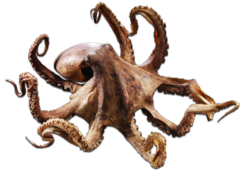 octopus wallflower theme documention roktopus industries #35546