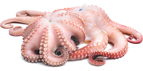 squid octopus viet cuisine trading #35544