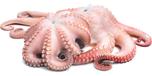 Free Octopus Clipart PNG Images Download