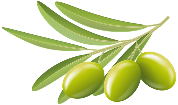 high quality olives transparent clip art #30095