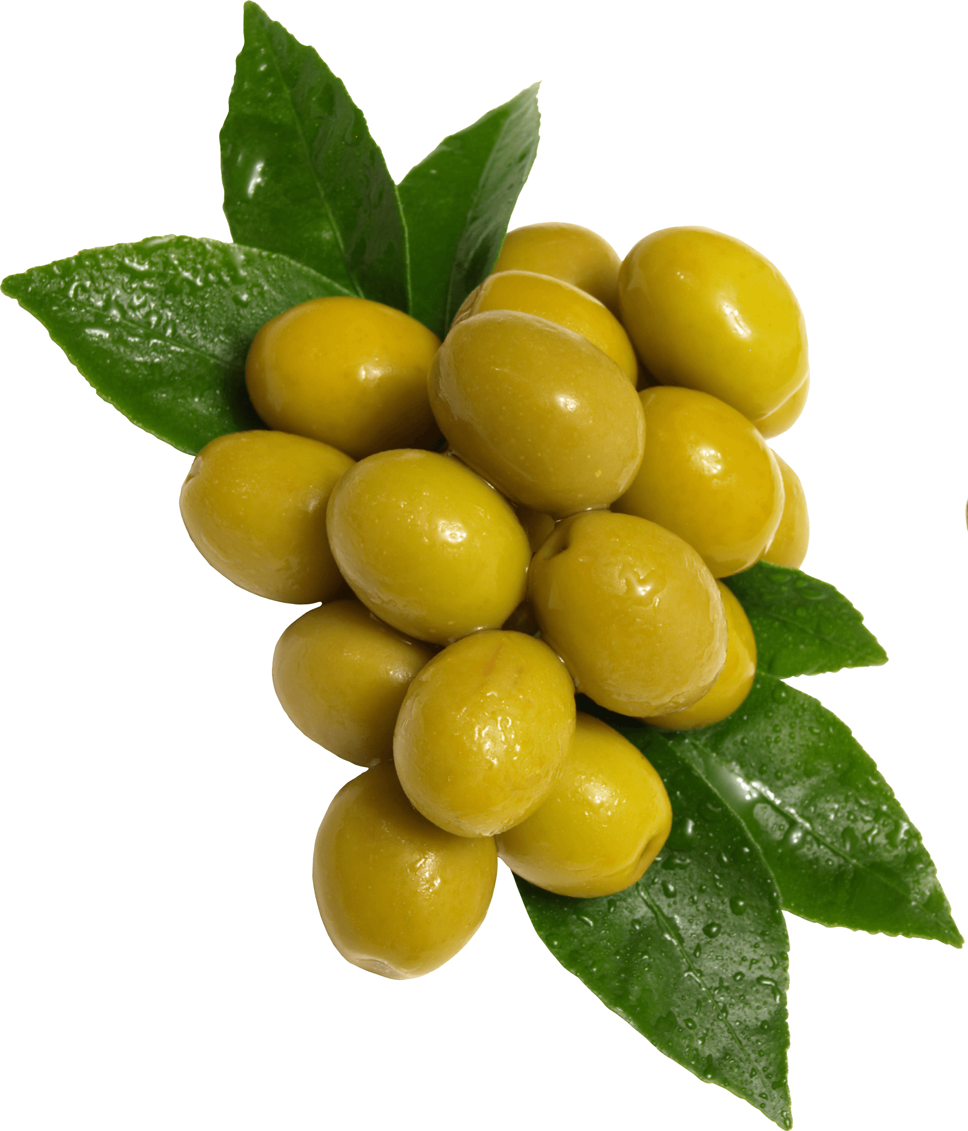 green olive-tree transparent png #30058