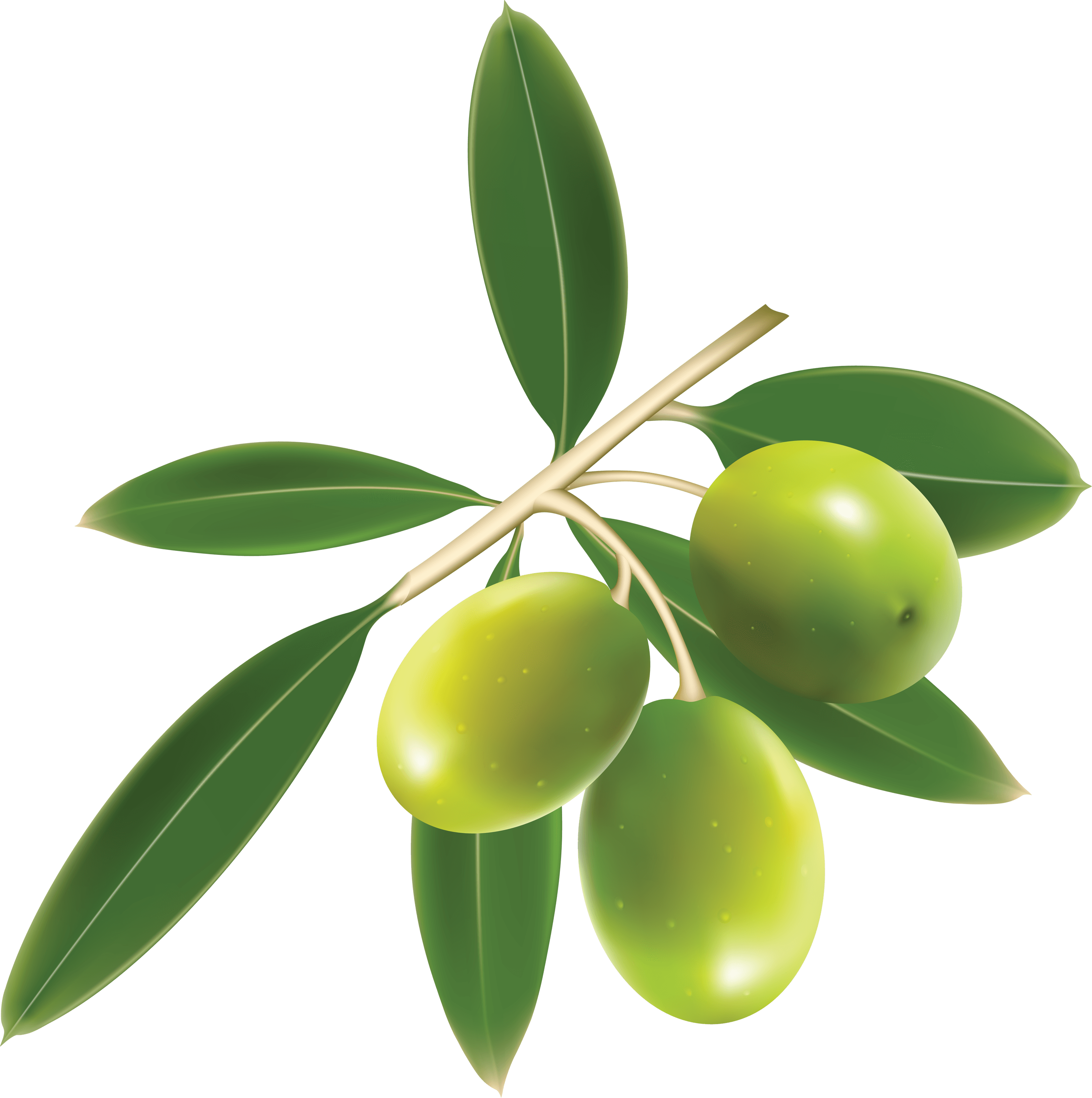 green olives trio with leaf png #30050