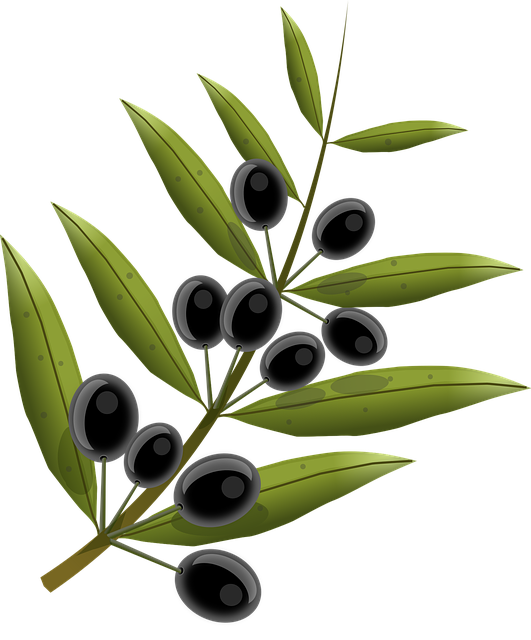 olives natural branch vector png #30118