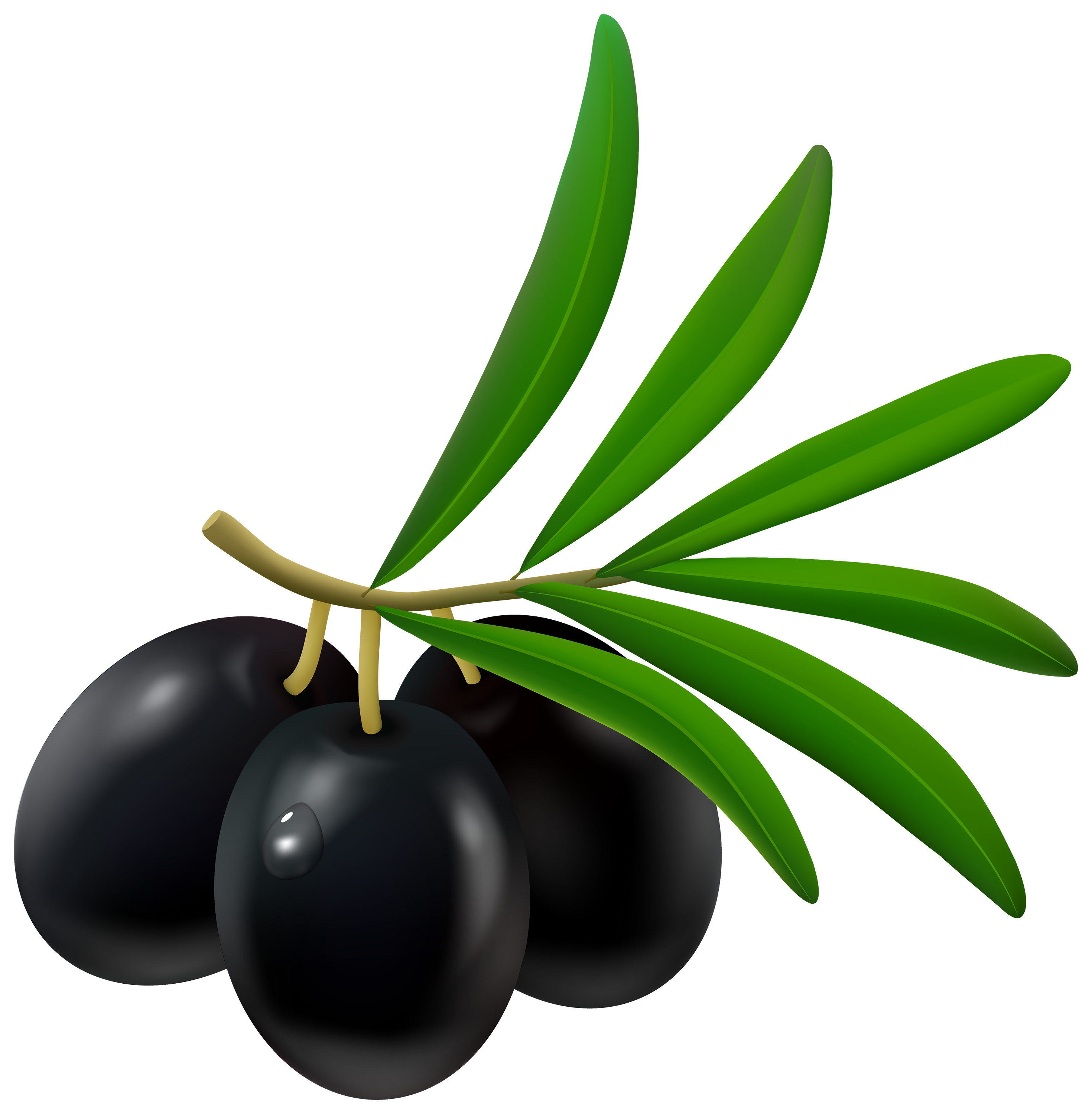 black olives with leaf clipart #30093