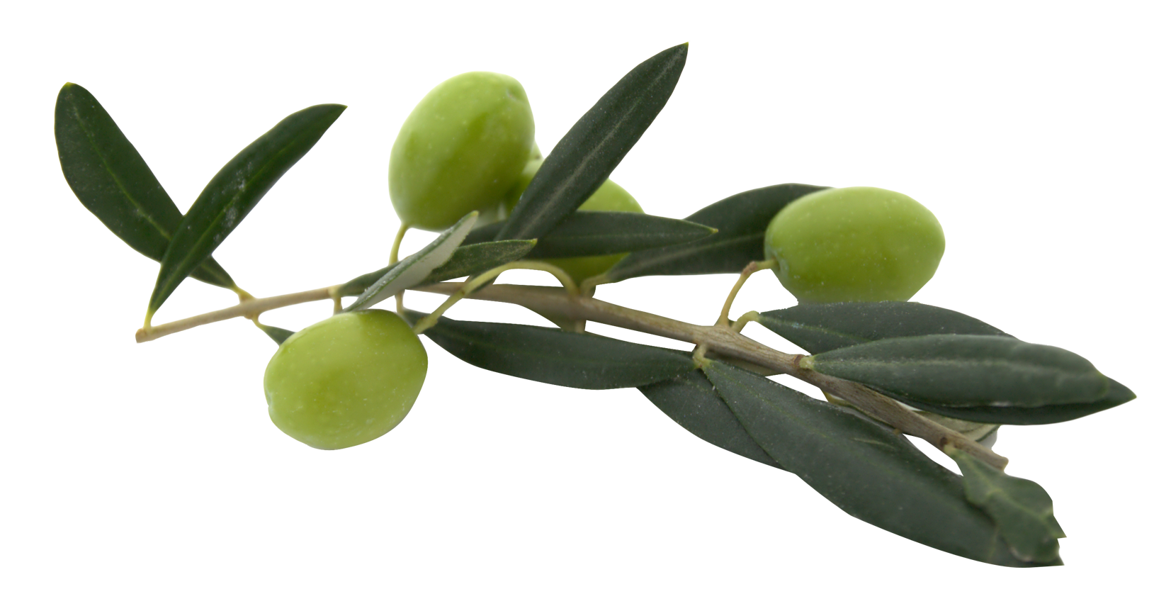 olives, olive png image pngpix #30114