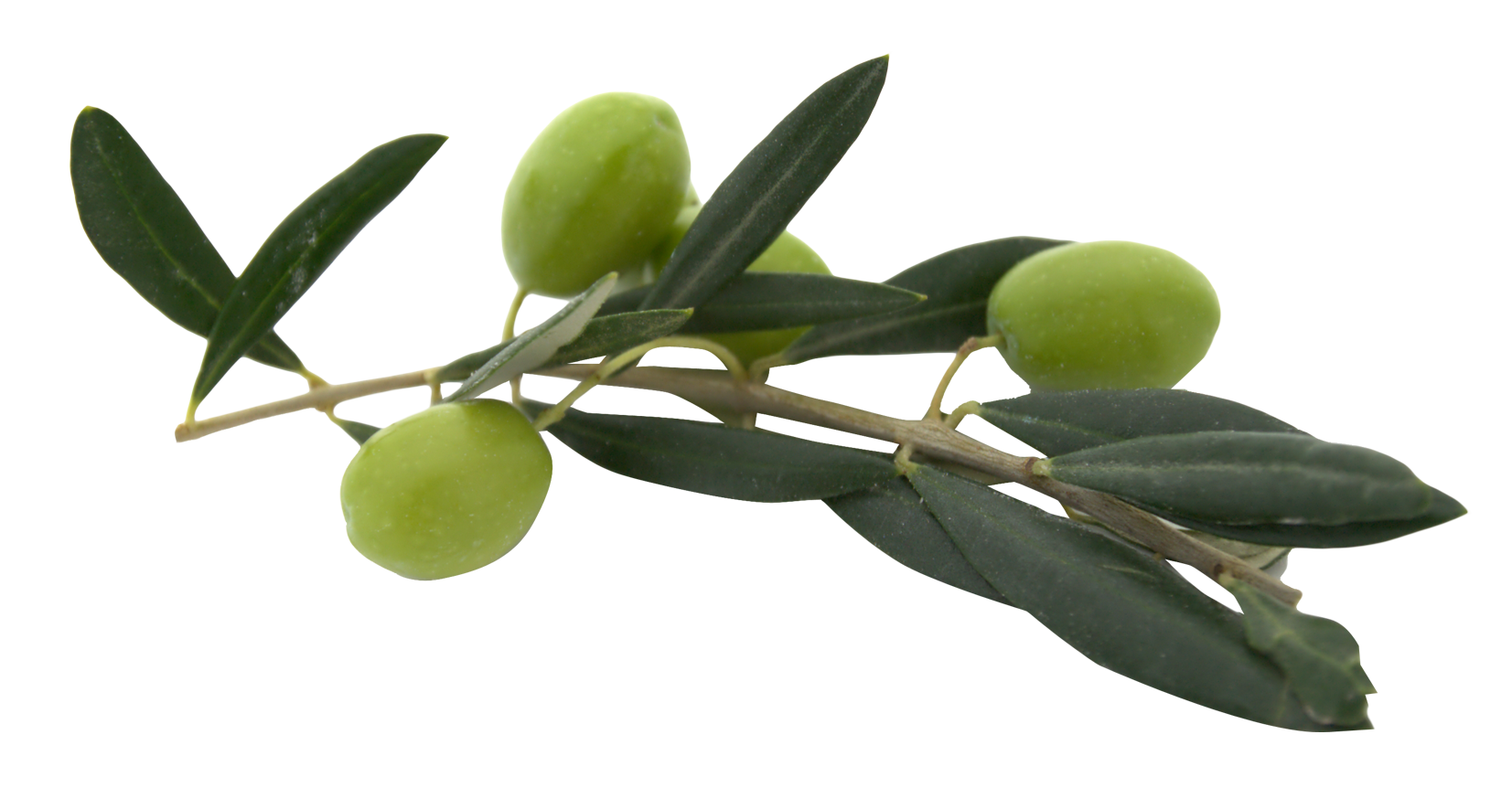 leaf with green olives branch png #30114