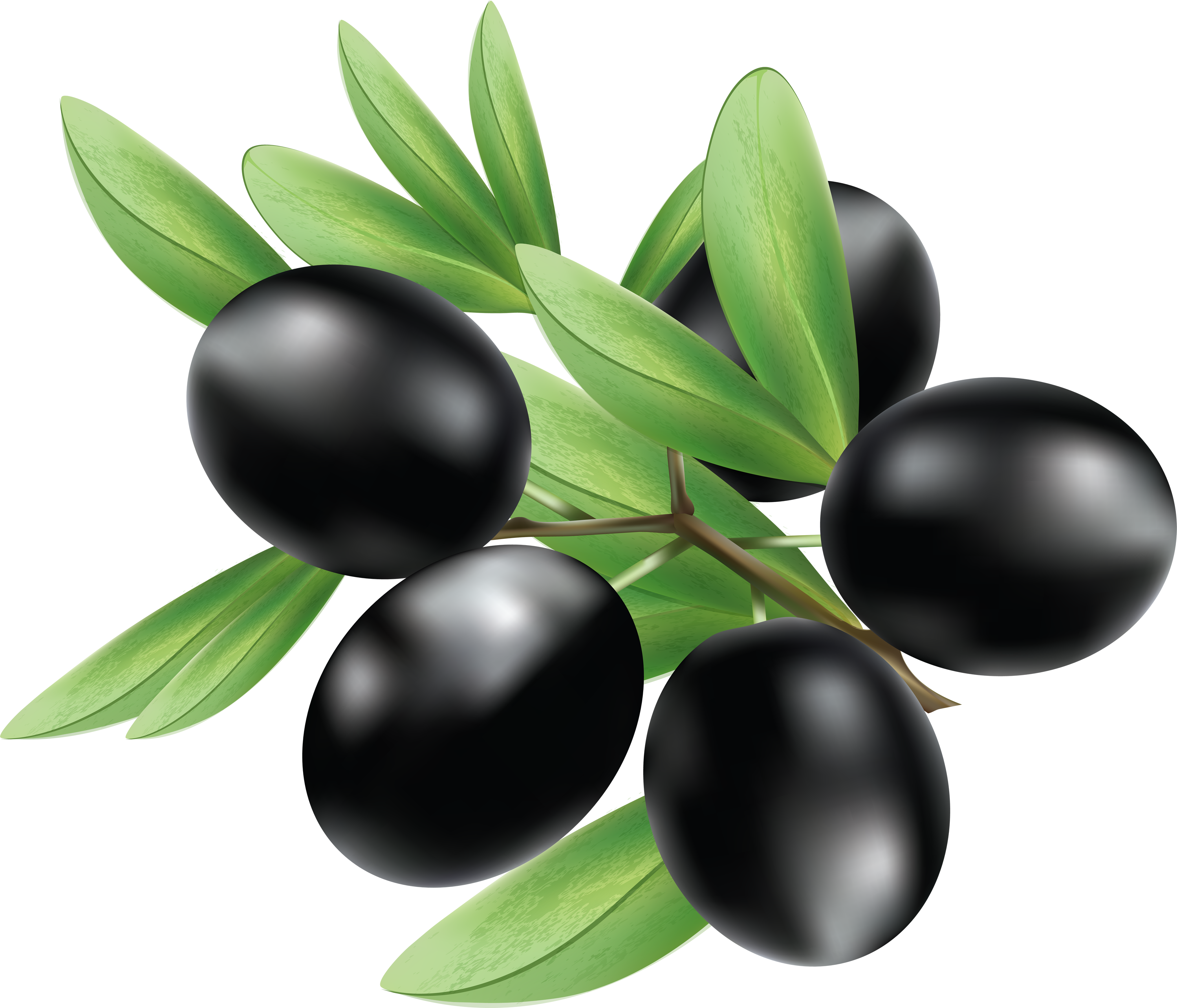 black olives leaf branch png #30048