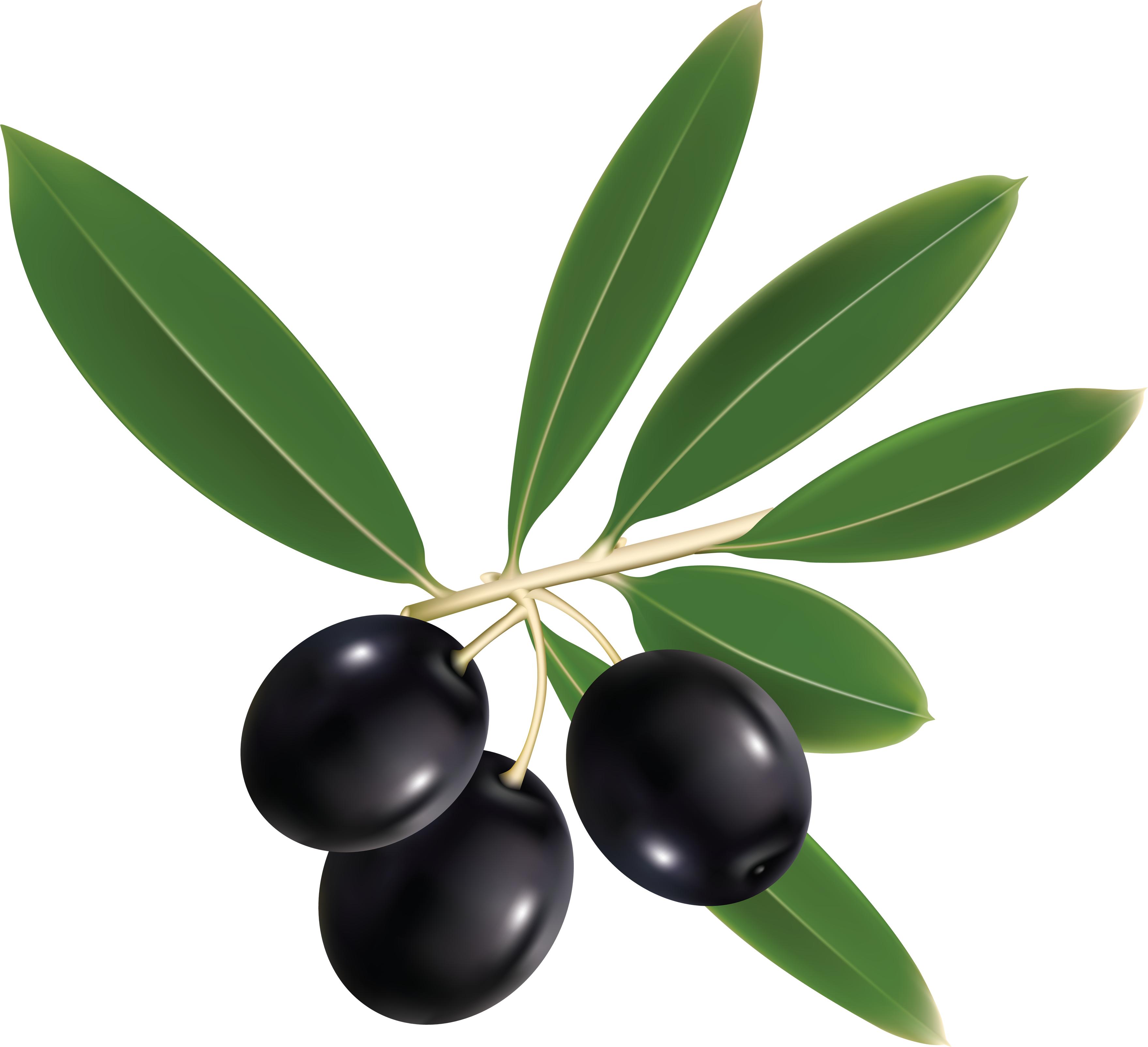 natural leaf plant olive branch png #30068