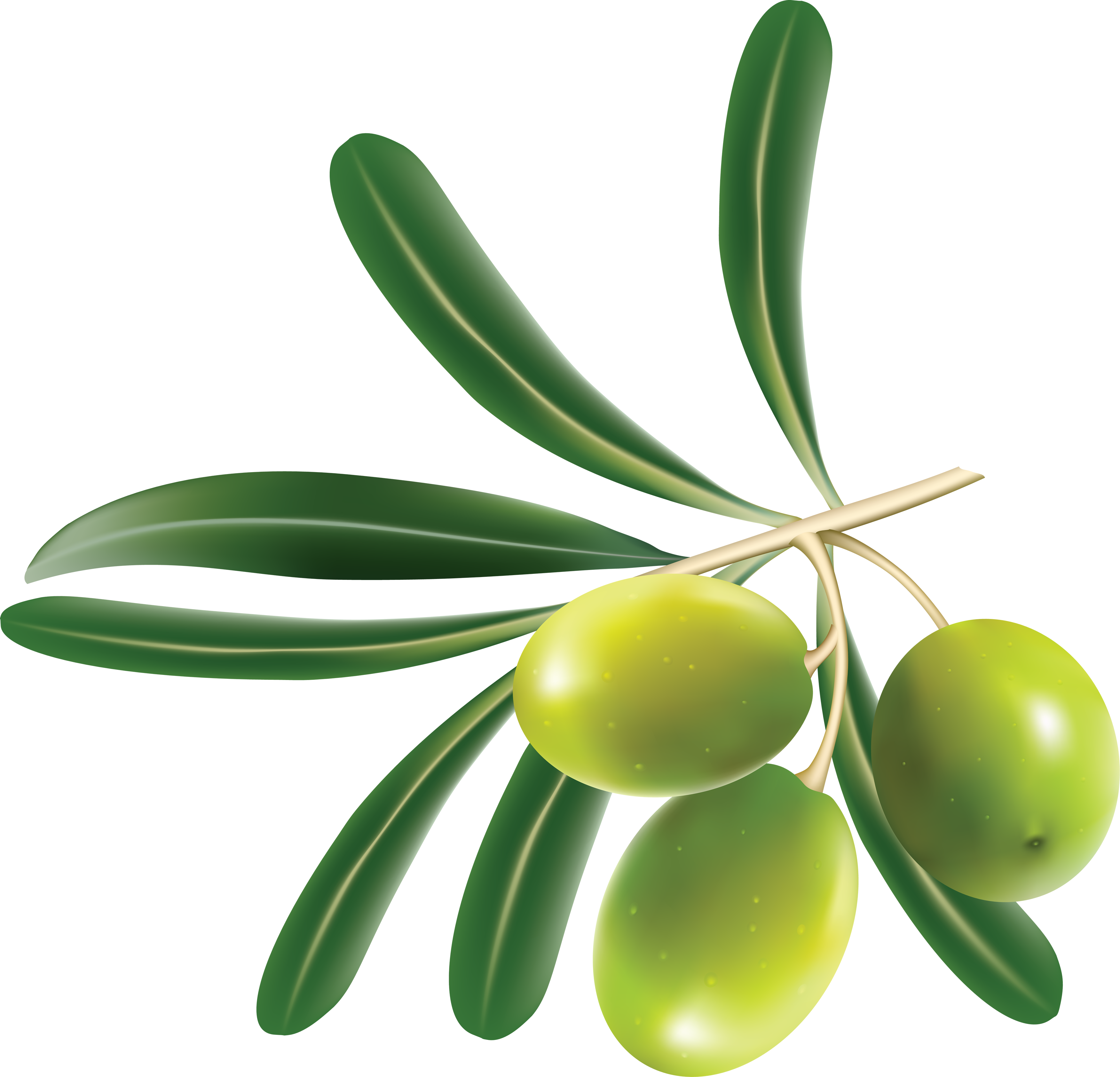 organic olive plant png images #30069