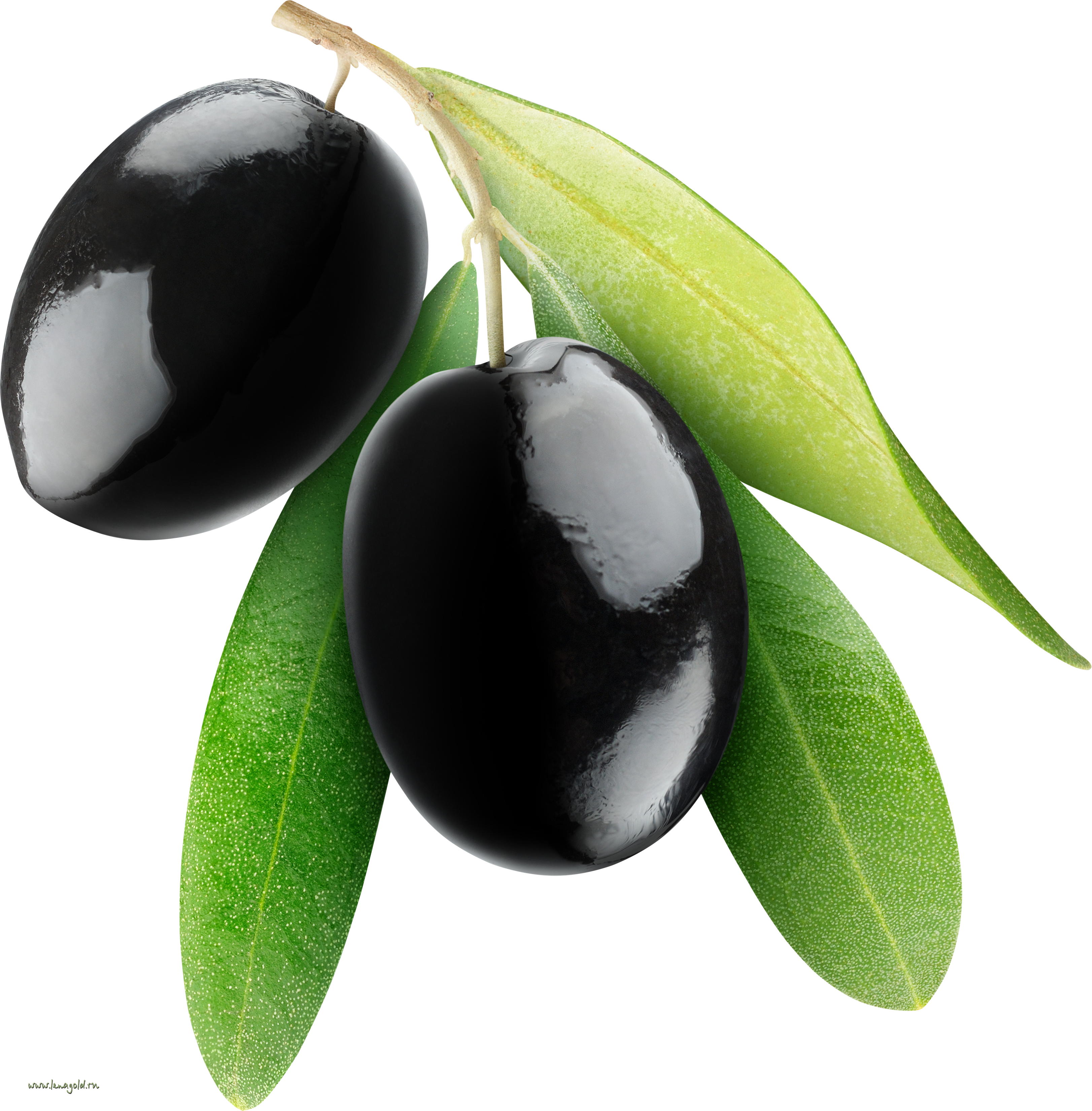 green olive leaves and shiny black olives png #30077
