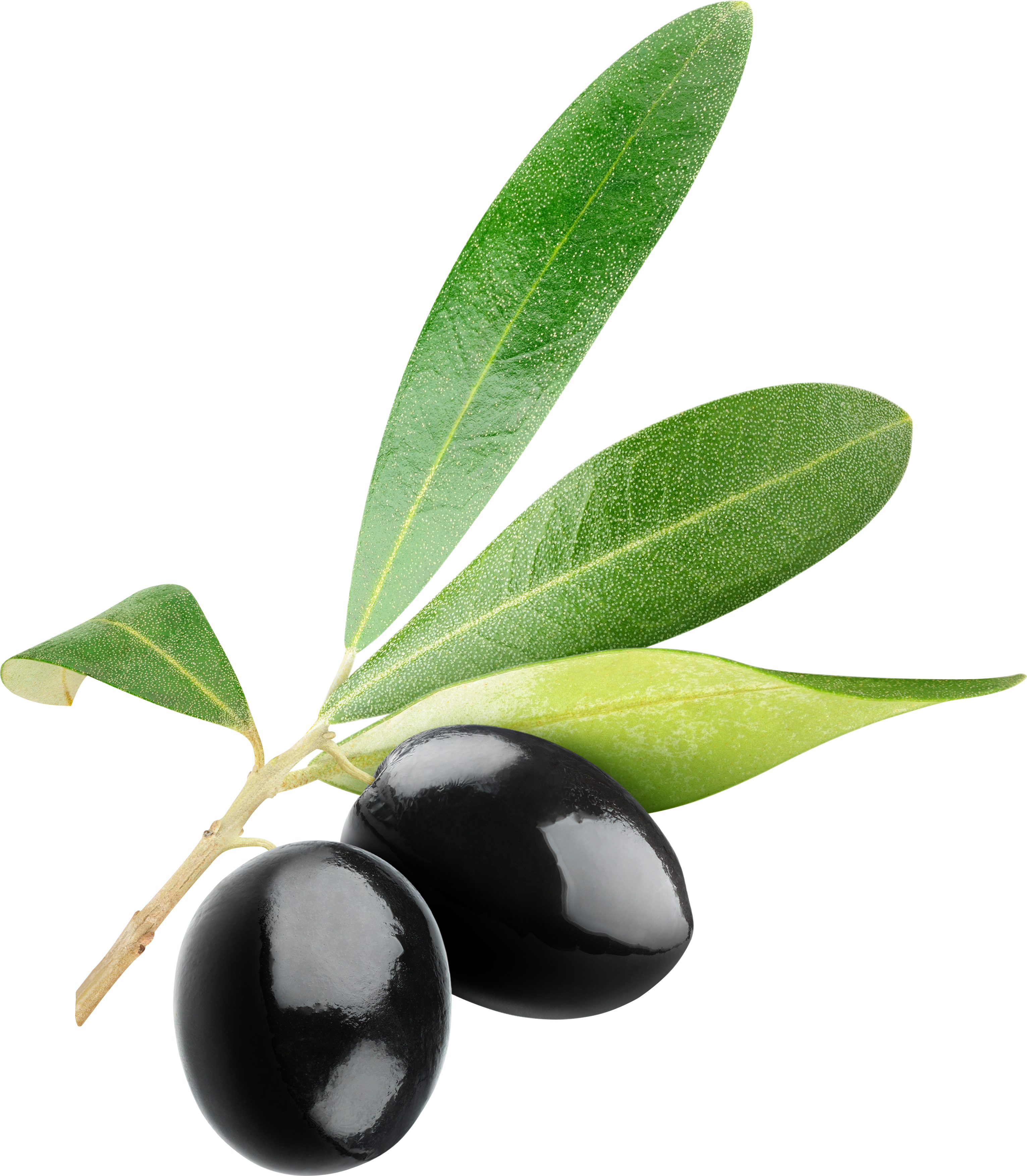 olives, olive png images download crazypngm crazy png images download #30101