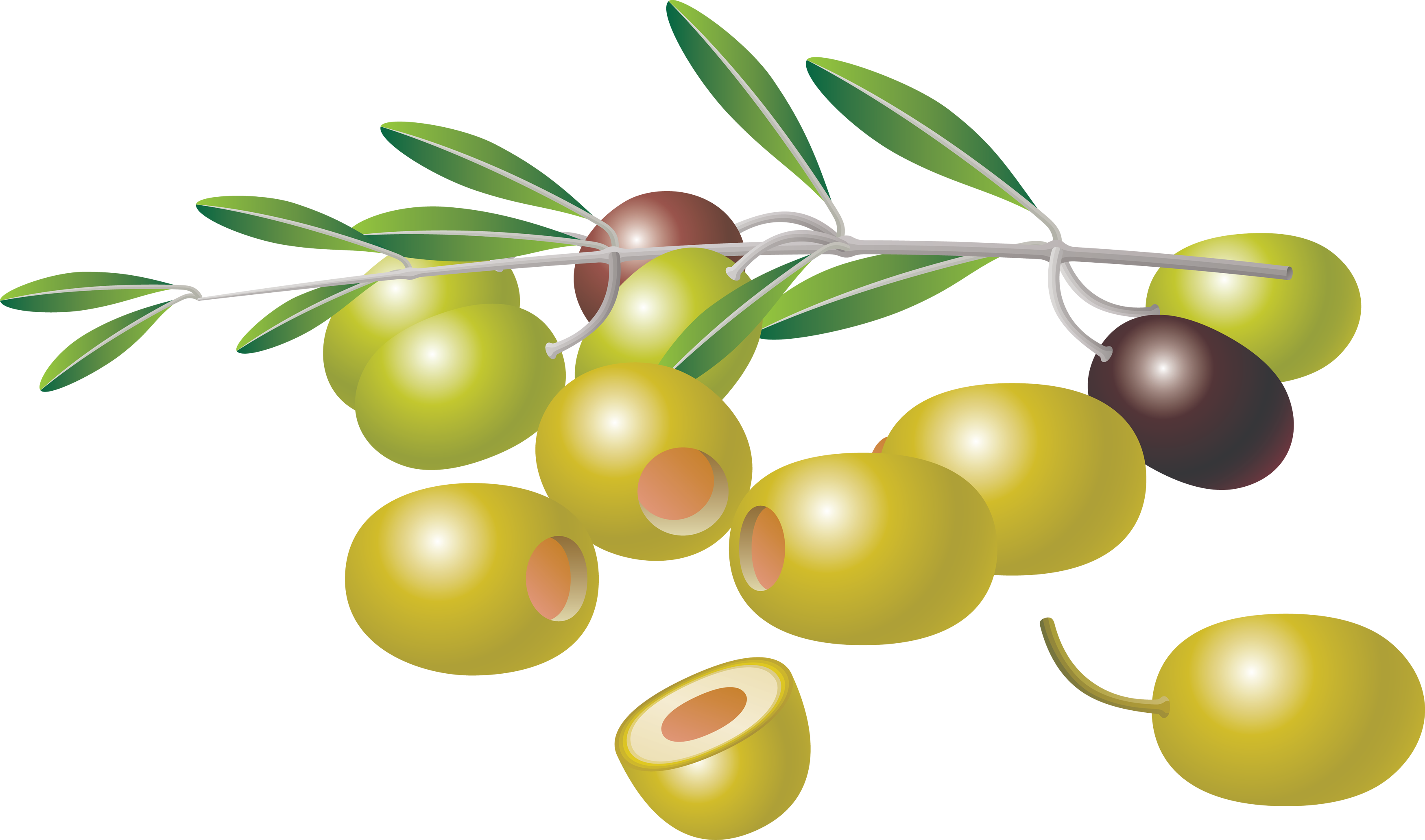 olives fruits olive tree transparent png #30061