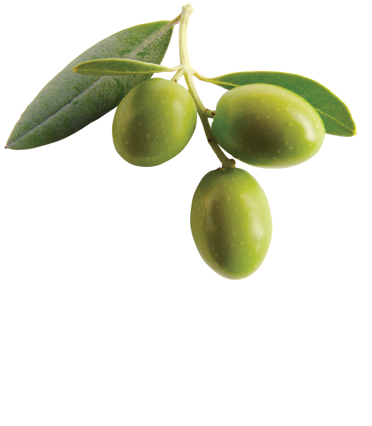 Olive branch transparent png #30086