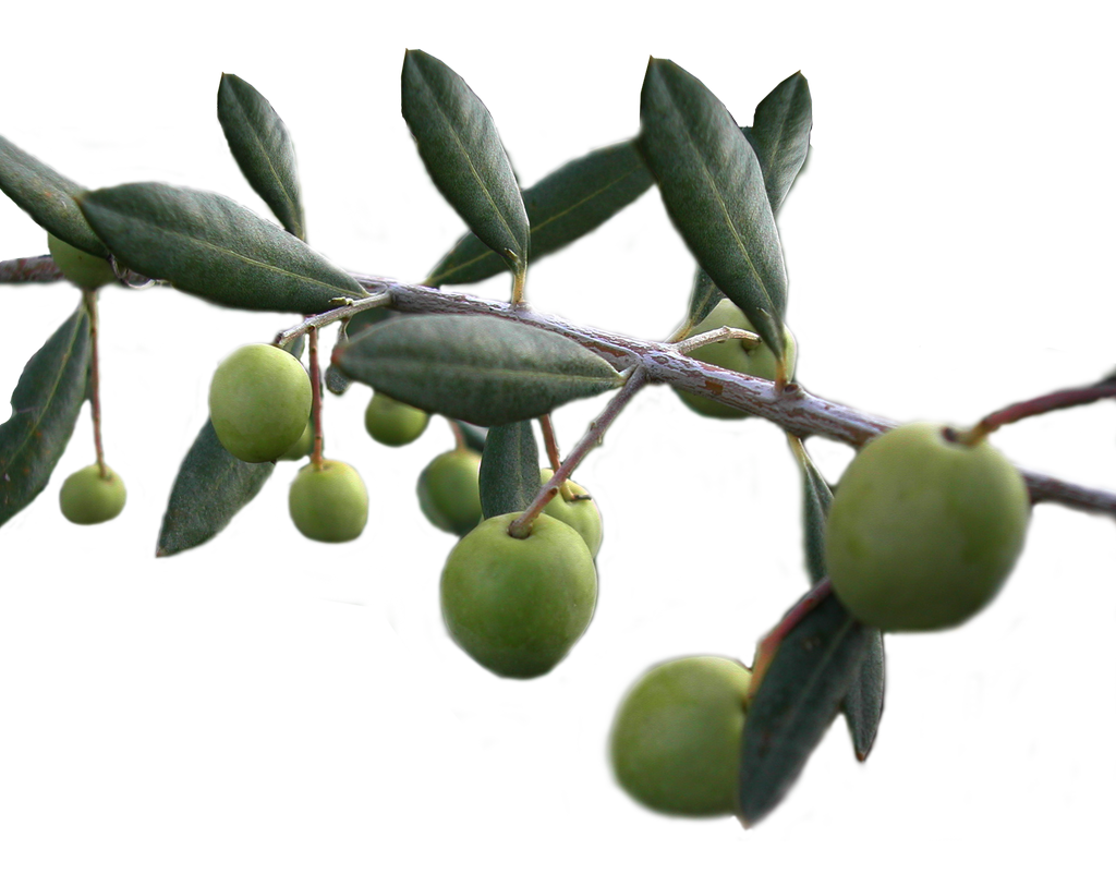 twig olives natural png #30052