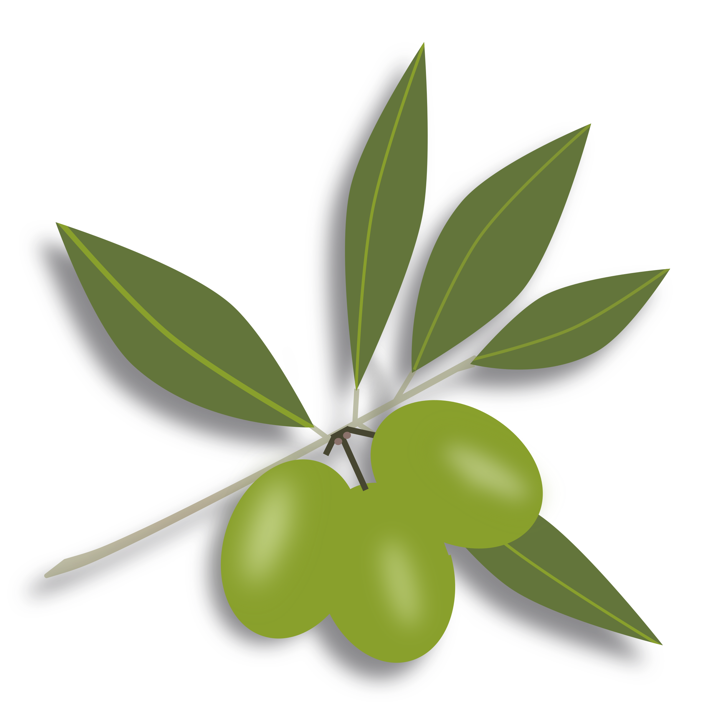 olives and leaf transparent png background #30098