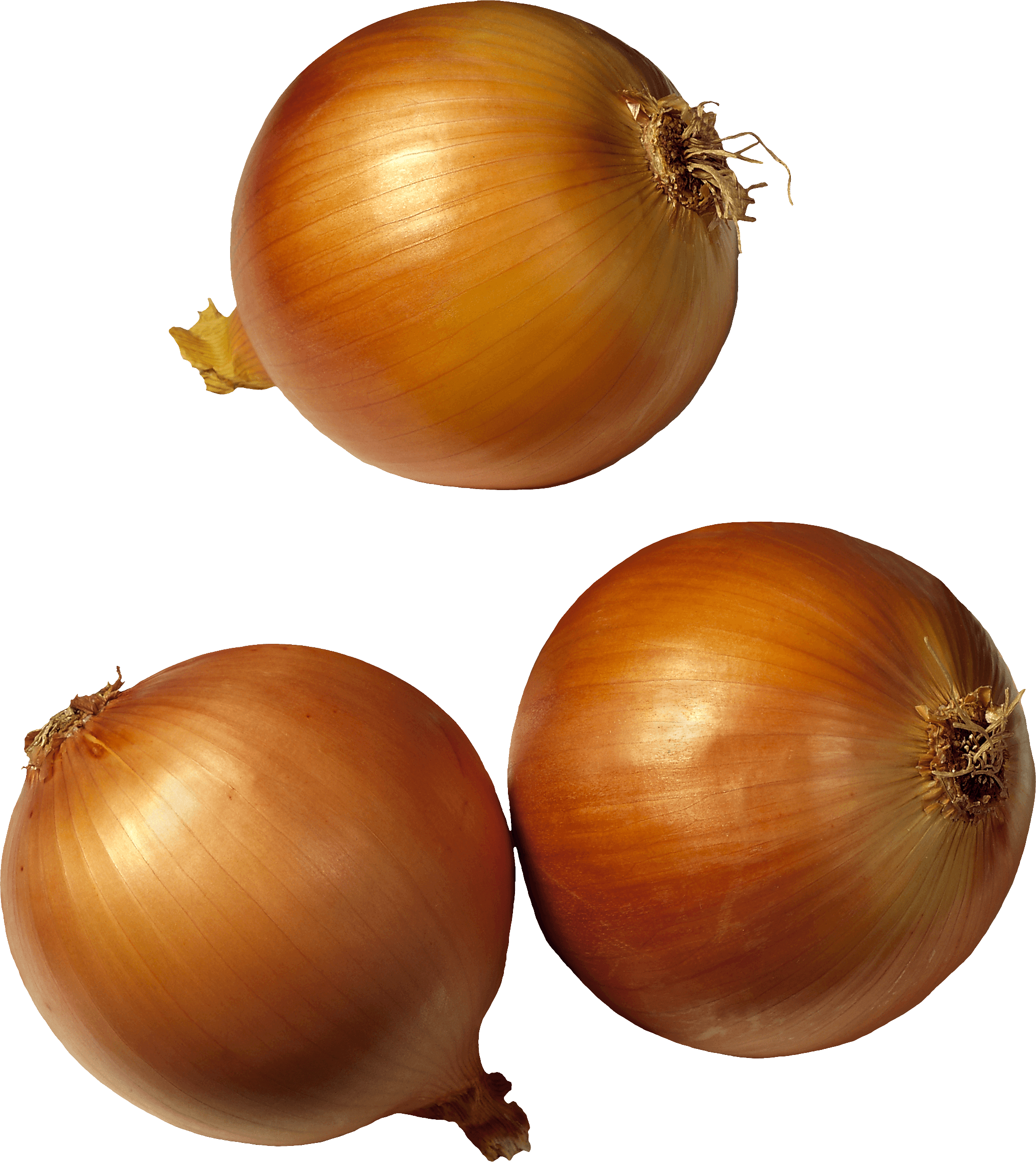 download onion png image png image pngimg #22198