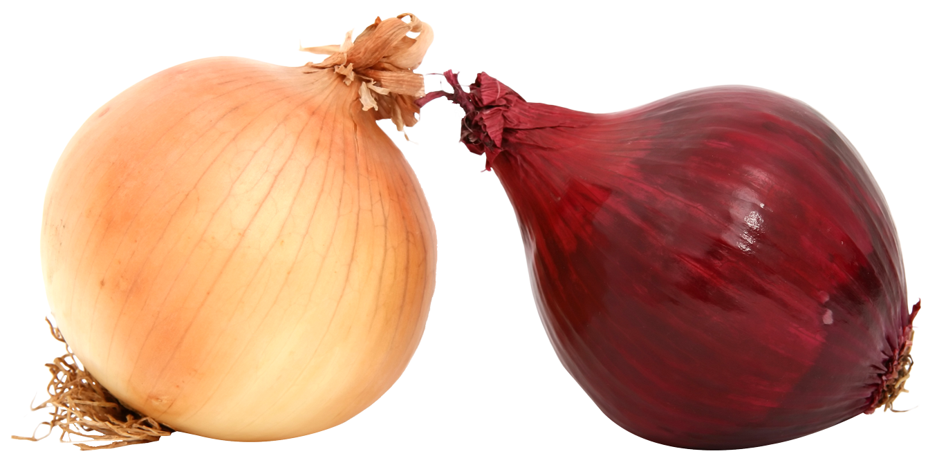 onion, fresh onions png image pngpix #22120