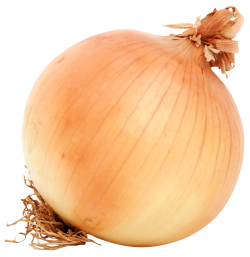 onion png images pngpix #22150