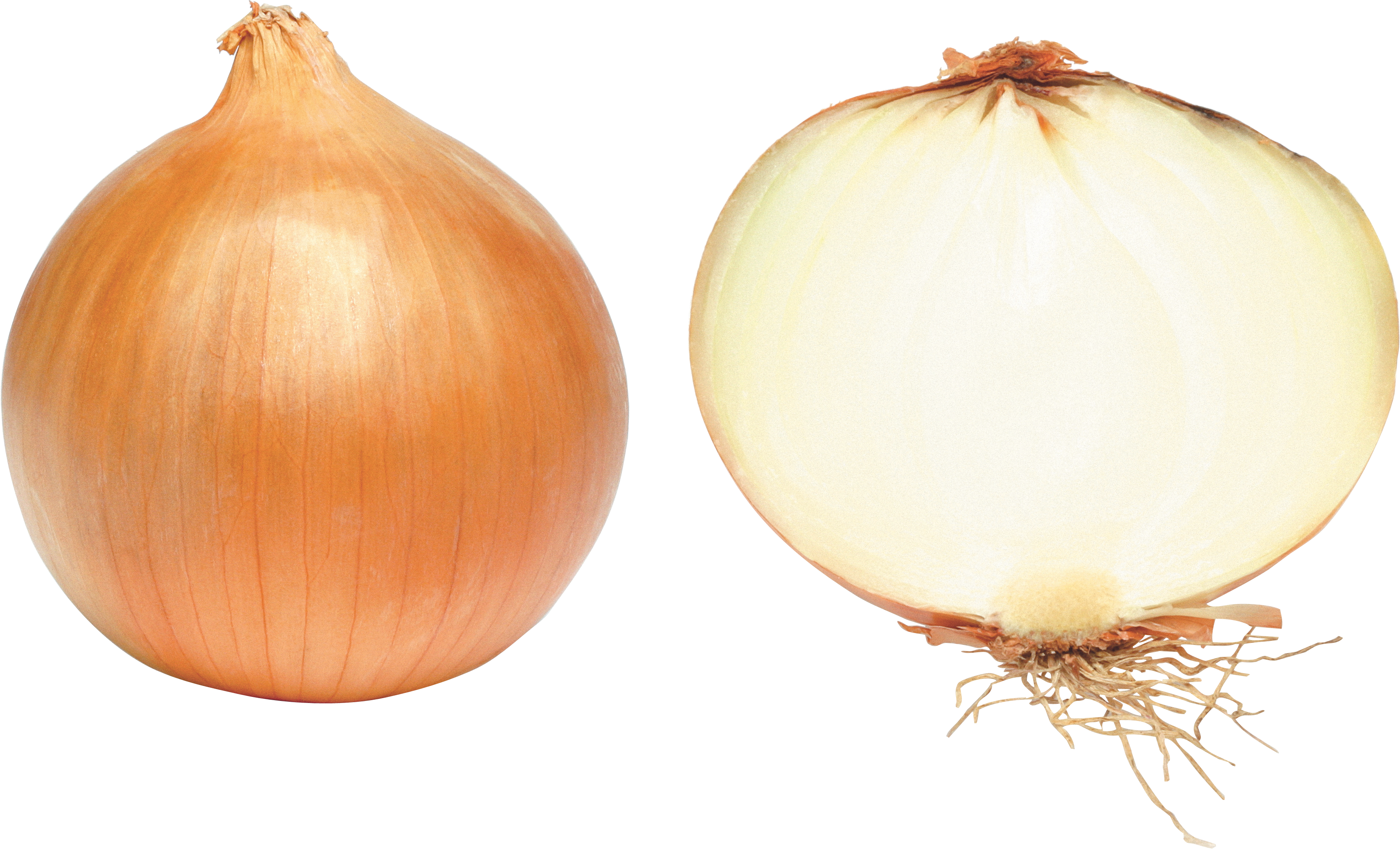 onion transparent png pictures icons and png #22163