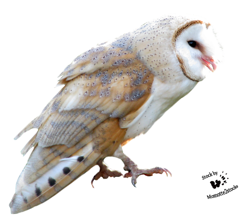 cut out png sweet barn owl momotte deviantart #28964